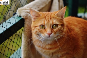 Siatki Sieradz - Siatka sznurkowa na balkon dla kota dla terenów Sieradza